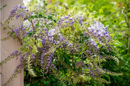 Garden — 1435 NW 188th St, Shoreline